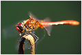 Insectographie