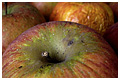 L'odeur des pommes